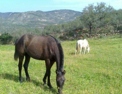 finca los caleros caballos
