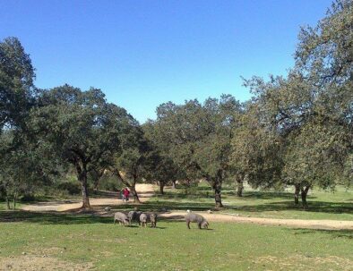 finca los caleros cerdos ibericos